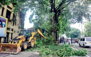 கொழும்பில் வேரோடு சாய்ந்த 32 மரங்கள் 