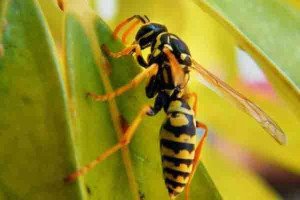 யாழில் பெண்ணின் உயிரை பறித்த குளவி