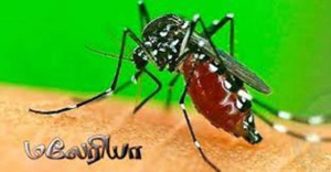 இலங்கை பேருந்து ஓட்டுநர்களாக பெண்களை பணியமர்த்த நடவடிக்கை