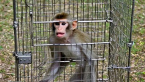 இலங்கையில் முதியவரை அடித்துக் கொலை செய்த முதியவர்