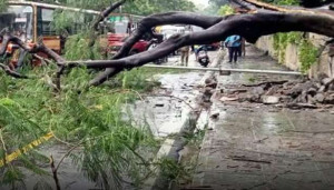 கொழும்பில் மரங்களால் காத்திருக்கும் ஆபத்து!