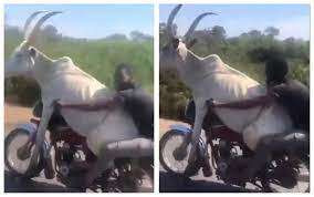 மோட்டார் வண்டியில் காளை மாடு வினோதமாக பயணித்த நபர்!