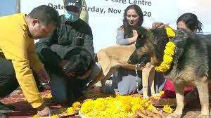  நாய்களை அலங்கரித்து வழிபாடும்  விநோதம்