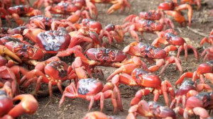 அவுஸ்திரேலியாவில் வீதியை ஆக்கிரமித்த சிவப்பு நண்டுகளால் போக்குவரத்து தடை !