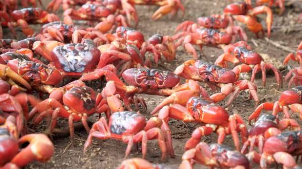 அவுஸ்திரேலியாவில் வீதியை ஆக்கிரமித்த சிவப்பு நண்டுகளால் போக்குவரத்து தடை !