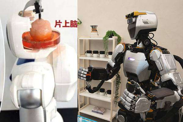 ரோபோவிற்குள் மனித மூளை உயிரணுக்கள்.... விஞ்ஞானிகளின் புதிய முயற்சி