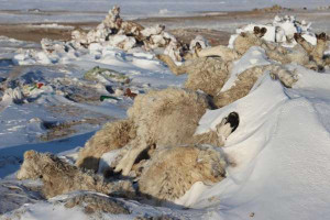  பனிப்புயலின் தாக்கம் -  70 லட்சம் கால்நடைகளை இழந்த மங்கோலியா