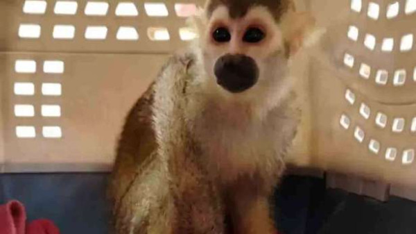 மலேசியாவிலிருந்து விமானத்தில் கடத்திவரப்பட்ட அரியவகை விலங்கு