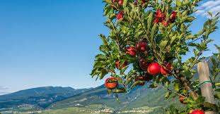 இத்தாலியில் கேபிள் கார்களில் பயணிக்கும் ஆப்பிள்கள்