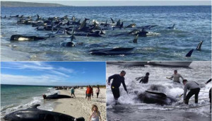 ஆஸ்திரேலியாவில் கரையொதுங்கிய 160 திமிங்கிலங்கள்