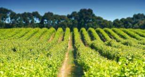 ஆஸ்திரேலியா குளோபல் வர்த்தக மாநாடு