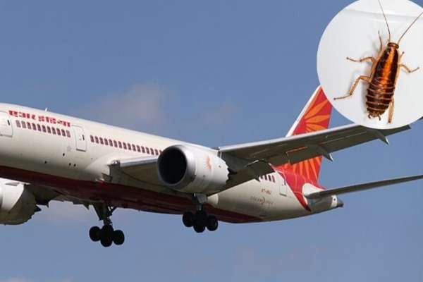 பறந்து கொண்டிருந்த விமானத்தில் கரப்பான் பூச்சி