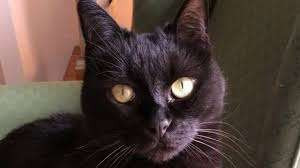 பிரித்தானியாவில் பூனைகளை கொடூரமாக கொலை செய்து ரசித்த சிறுவன்