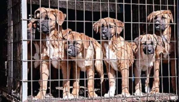 நாய் இறைச்சி விற்க தடை விதித்த பிரபல நாடு