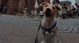 ஜேர்மனியில் நாயை லாக்கரில் வைத்து பூட்டிய பெண்