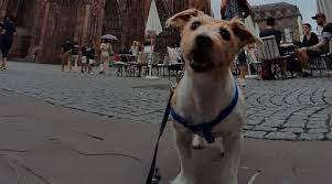 ஜேர்மனியில் நாயை லாக்கரில் வைத்து பூட்டிய பெண்