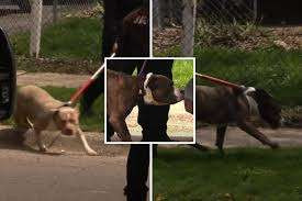 அமெரிக்காவில் நாய் கடித்து பரிதாபமாக உயிரிழந்த 7 மாத குழந்தை