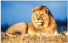 கென்யாவில் துயரச் சம்பவம் - 14 வயது சிறுமியை கடித்துக் கொன்ற சிங்கம்