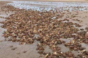 பிரித்தானிய கடற்கரையில்  அசைவின்றி கிடத்த ஆயிரக்கணக்கான நண்டுகள்