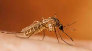 கனடாவில் வெஸ்ட் நைல் வைரஸ் தொற்று குறித்து எச்சரிக்கை