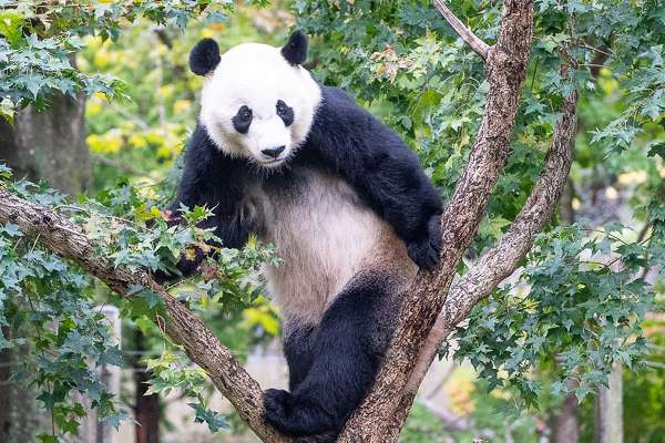 சீனாவிற்கு திருப்பி அனுப்பப்படவுள்ள இரட்டைப் பெண்டா கரடிகள்