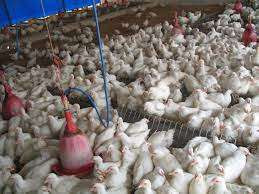 போலந்தின் கோழிப் பண்ணை ஒன்றில் பயங்கர தீவிபத்து