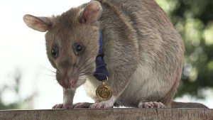 கம்போடியாவில் கண்ணிவெடிகளை கண்டுபிடிக்கும் எலி…!