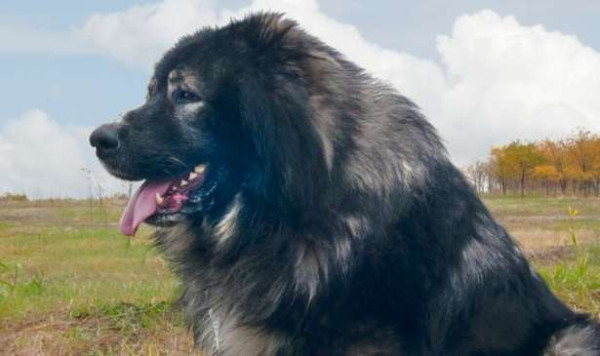 பிரித்தானியாவில் நாய் கடி தாக்குதலில் 6 பேர் படுகாயம்! 2 பேர் சந்தேகத்தின் பேரில் கைது!