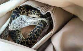 சுவிட்சர்லாந்தில் மலைப்பாம்பை மடியில் வைத்துக்கொண்டு பயணம் செய்த நபர்