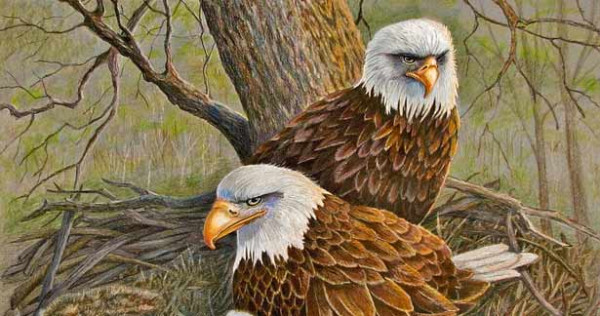 கழுகுகள் நமக்கு கற்றுதரும் வாழ்க்கைப் பாடம்  !