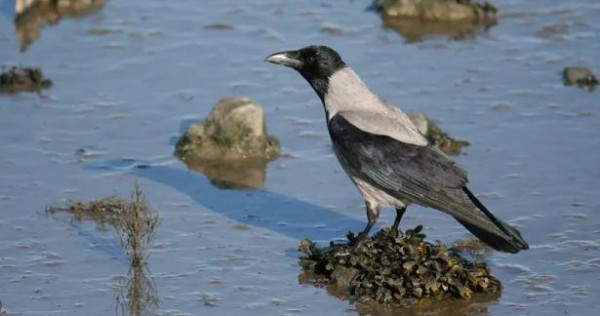 அலகு தீட்டி சுள்ளி முறித்து!