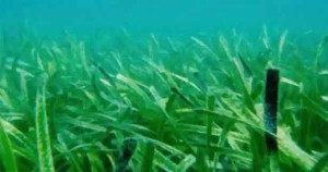 உலகின் மிகப்பெரிய தாவரம் கண்டுபிடிப்பு