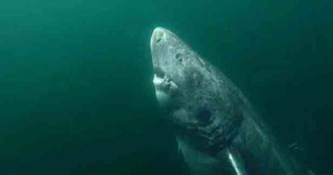 டைட்டானிக் கப்பல் மூழ்கிய காலத்தில் வாழ்ந்த சுறா! இன்றும் வாழும் அதிசயம்