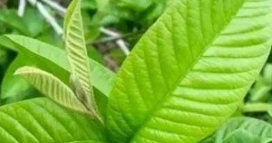 கொய்யா இலைகளின் மருத்துவ நன்மைகள் ...