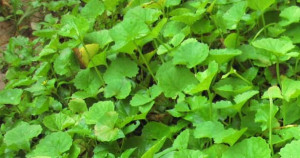 மகத்துவம் நிறைந்த வல்லாரை கீரையின் மருத்துவ குணங்கள்