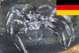 உலகின் பழமையான சிலந்தியின் புதைபடிவம் ஜேர்மனியில் கண்டுபிடிப்பு