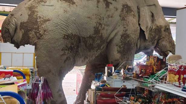 பசியால் சூப்பர் மார்க்கெட்டுக்குள் அத்துமீறிய யானை: தாய்லாந்தில் பரபரப்பு!